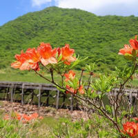 赤城山のレンゲツツジ