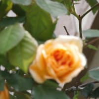 スクランブルエッグまで秒読み！さて？どうする？blogの引っ越し！