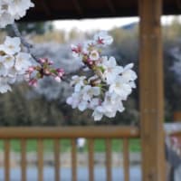 桜花爛漫