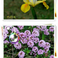 我が家の庭の花　2013-2