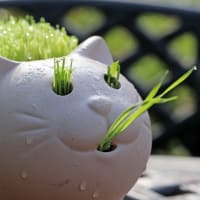 紫陽花の庭で