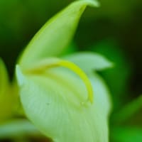 ミョウガの花が咲きました！（板橋区立赤塚植物園 2025.7.13 撮影）