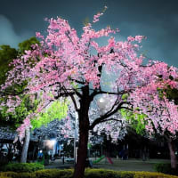 瑞江　東部フレンド公園の桜