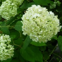 7月の庭の花たち