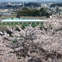 花見鉄２０２５