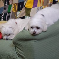 マルチーズ真生、かん太兄ちゃんにちょっかい