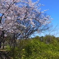 長居植物園の桜
