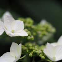 近くを歩く