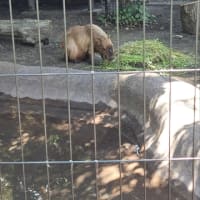 ご近所カピバラさん