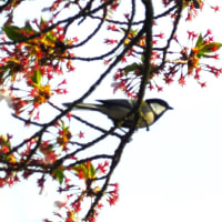 松本城のかわせみと野鳥たち他