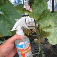 メロンのウドンコ病に納豆水