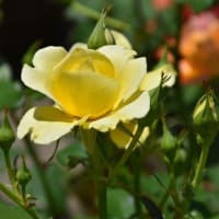 光が丘四季の香ローズガーデンのバラの花が満開　　　2