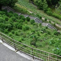 梅雨の亀山公園