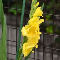 多摩川の夏へ