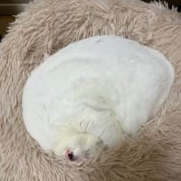お気に入り…をじゃまするヤツ