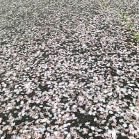 桜と決算