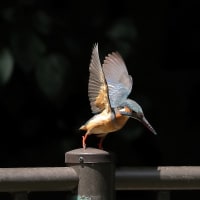 カワセミ！（1）《 カワちゃん、飛び飛びなのだ 》