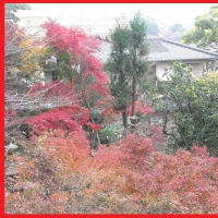 紅葉>^_^<