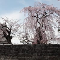 弘前公園（弘前城）の桜　その５