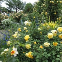 港の見える丘公園　バラ真っ盛り　イングリッシュローズの庭②黄バラ