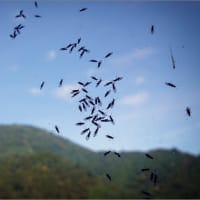 五箇山の朝