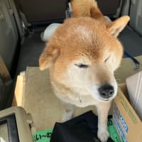 飼い犬の右の耳に膿が溜まって居るのでは無いかと思い動物病院