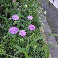 アジサイの花、高麗神社で