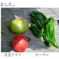 夏野菜が成長し、収穫が始まった。　－ 2025.6中 －