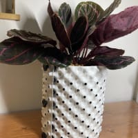 植え替えシーズン到来