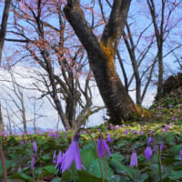令和７年 カタクリ紀　4　オオヤマザクラ と一緒に
