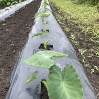 芋類が順調に成長