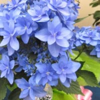 金の生る木を植え替えることに・・・