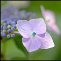 「隣の庭に咲いた草花」アジサイ・他