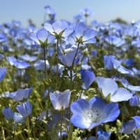 広島旅行2日め ＜花夢の里のネモフィラと八天堂＞