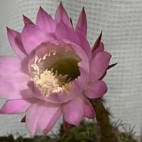 6月15日 花よりゴハン
