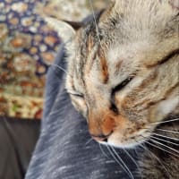 茶猫タイム　長居