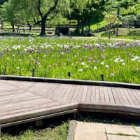 花しょうぶまつり〜　横須賀しょうぶ園　2025