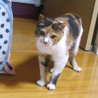 「偏食はほどほどに」