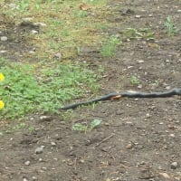 果樹類の防除作業
