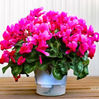 #後期高齢者1と2と3と「花は売れ残りがイイ」