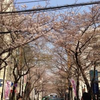 2014年3月28日、渋谷桜丘町、桜まつり