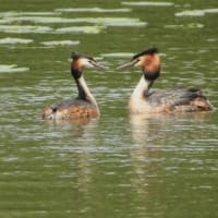 コウホネの咲く湖面で、巣作りに励む  “カンムリカイツムリ” ．．．