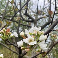 梨の花