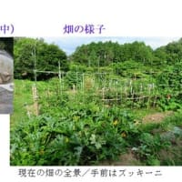 夏野菜への水やりと収穫　　－ 2025.6下 －