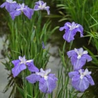 6月の歩こう会