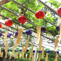 青龍で行く宇治・風鈴まつり
