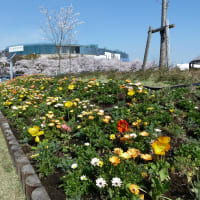 きれいだね！ぱぱ、家のお花より綺麗みたい、ウウンだって、いっぱいあるからね