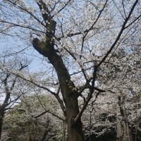 靖国神社の桜