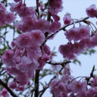 寒の戻りの雪降りに‥桜や花桃も(^_^;)
