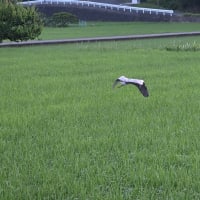 飛びそうで飛ばないアオサギ